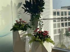 中山租花公司,中山绿植租摆公司