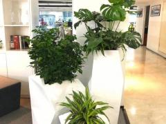中山花卉绿植租赁